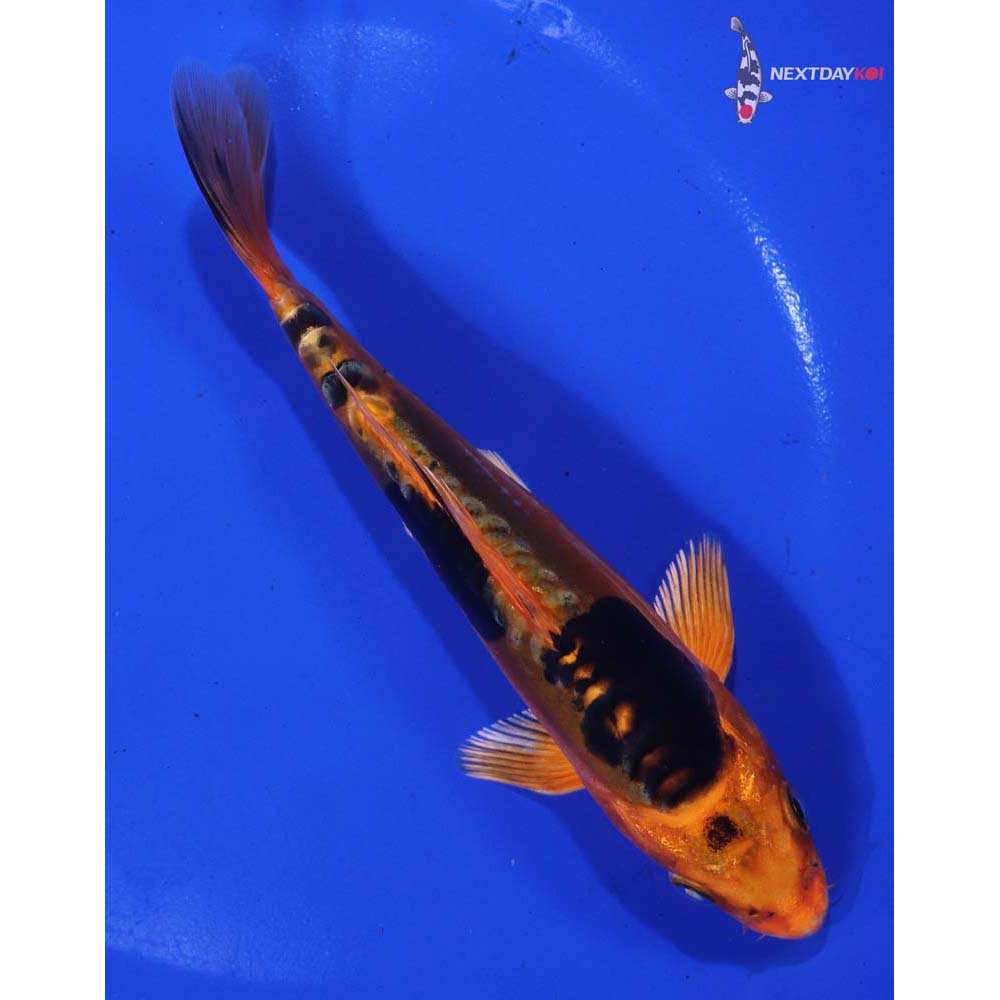 6” Imported Doitsu Kin Aka Bekko