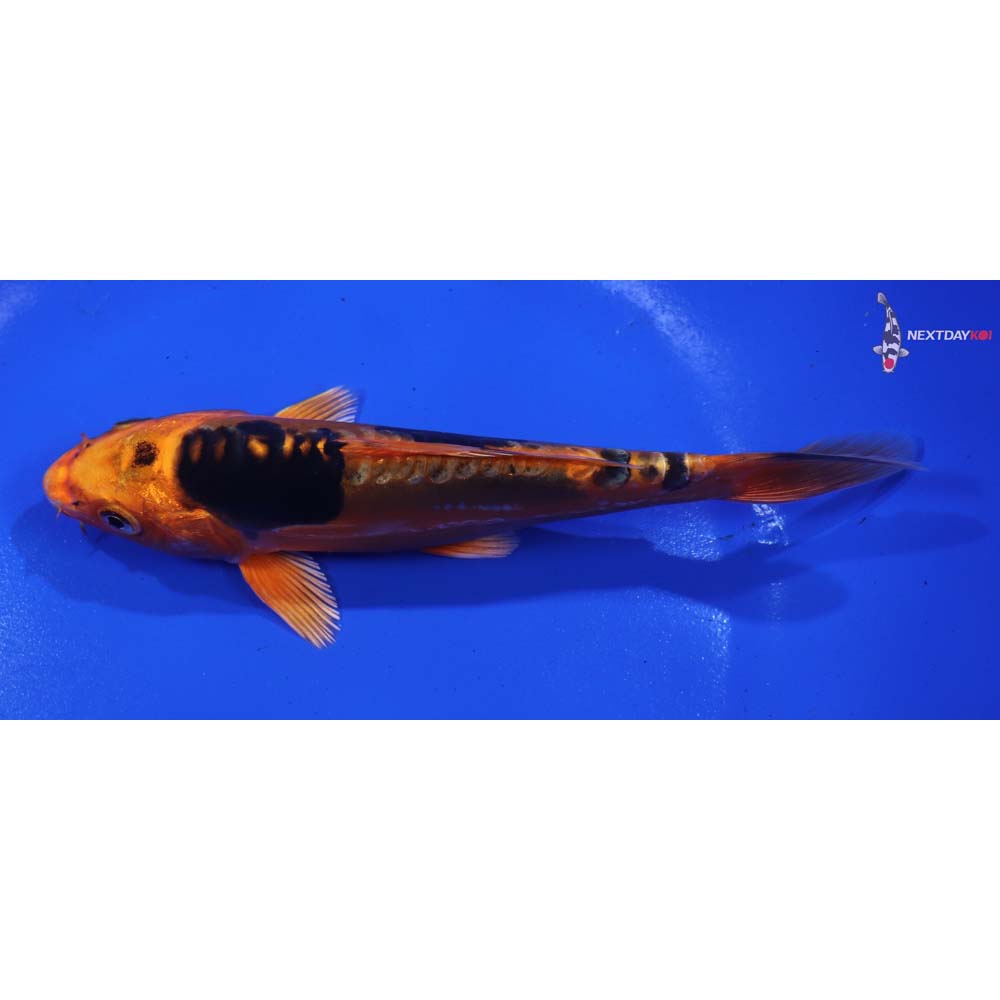 6” Imported Doitsu Kin Aka Bekko