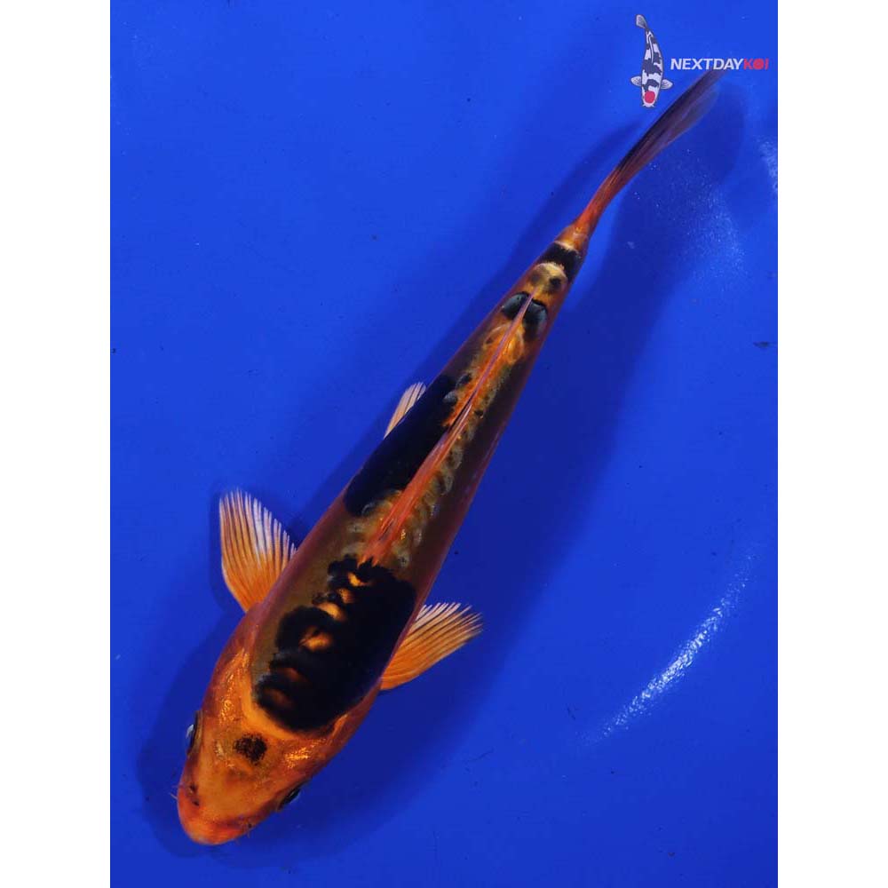6” Imported Doitsu Kin Aka Bekko