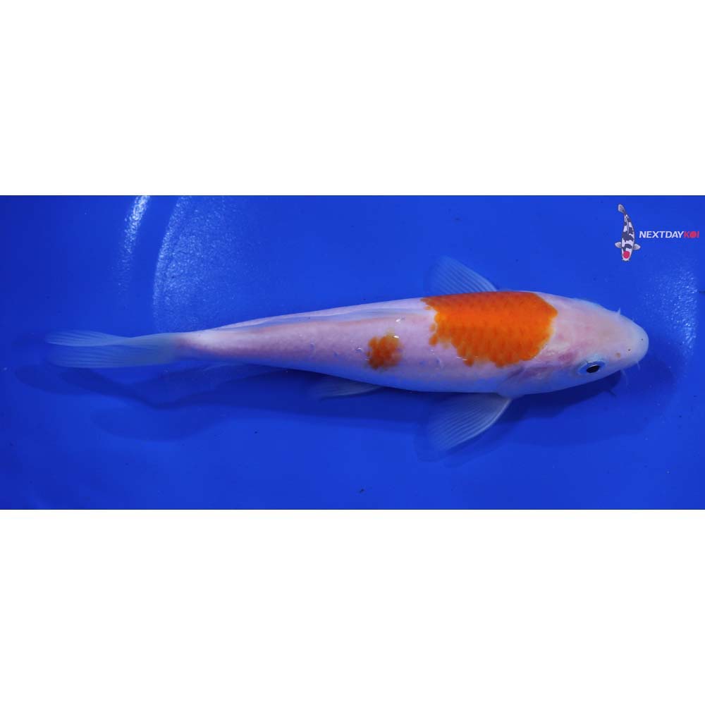 6” Imported Kohaku
