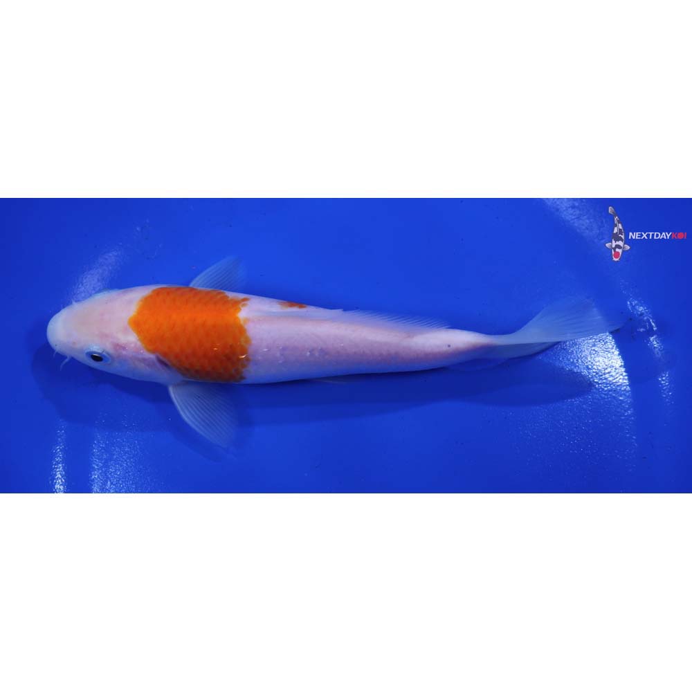 6” Imported Kohaku