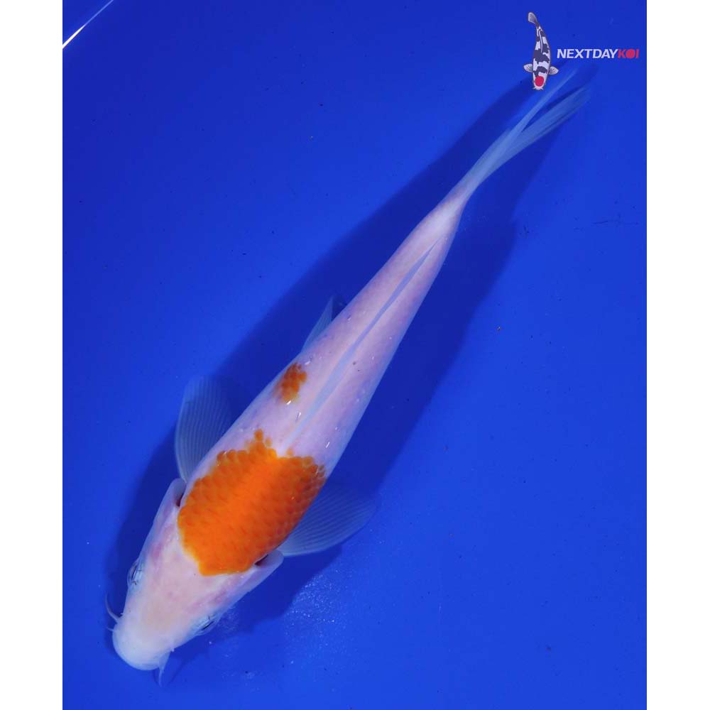 6” Imported Kohaku