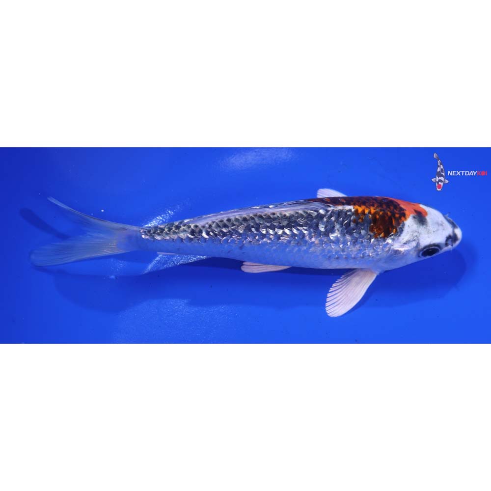 6” Imported Gin Rin Kujaku