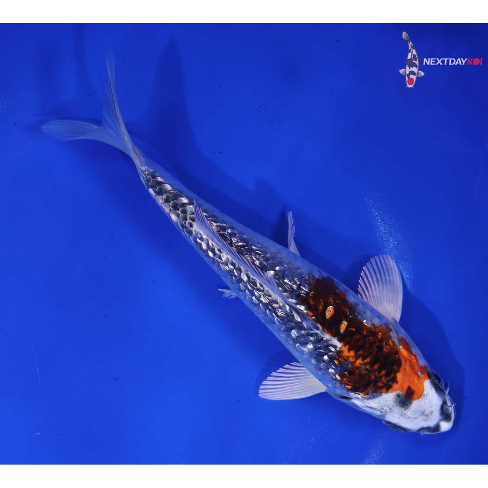 6” Imported Gin Rin Kujaku