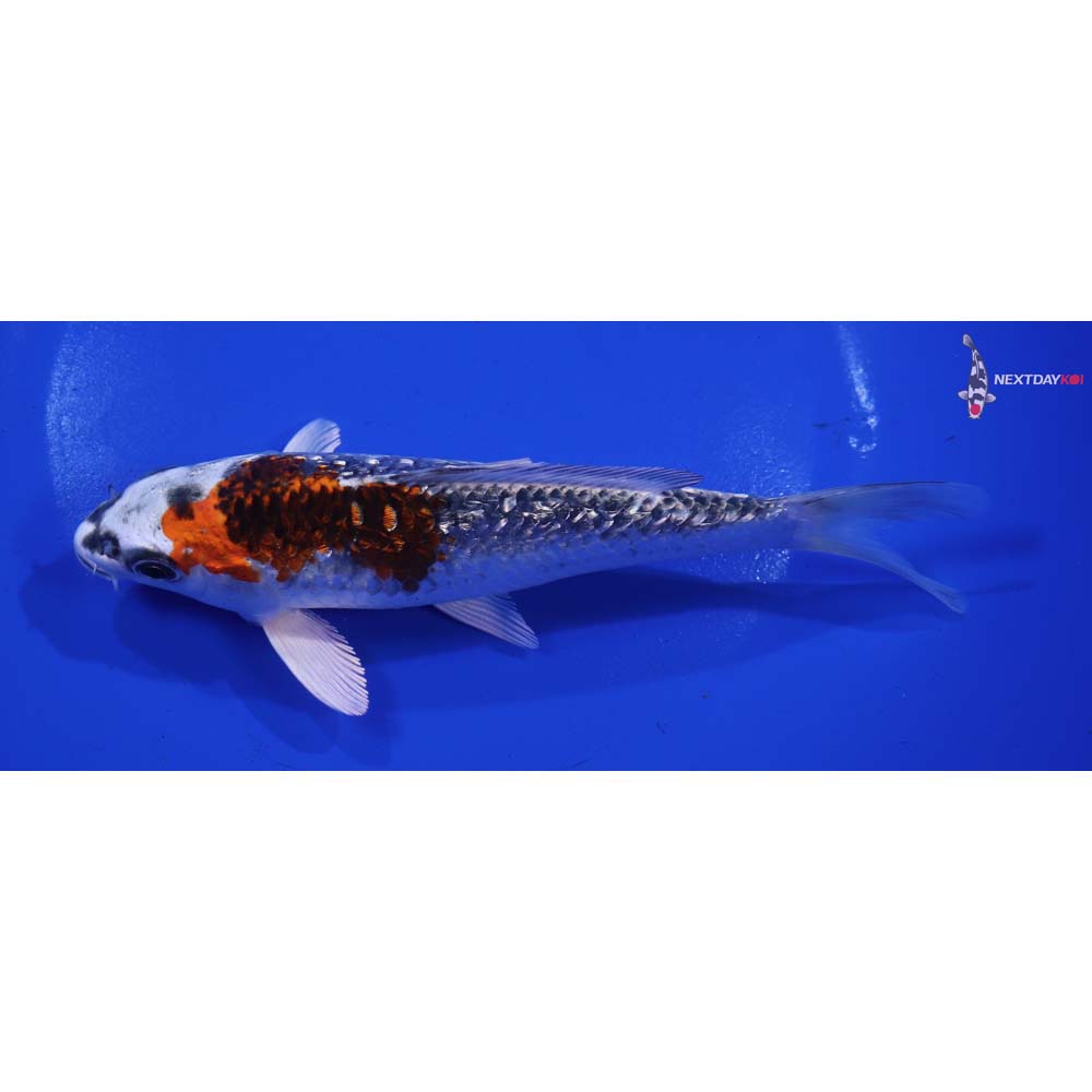 6” Imported Gin Rin Kujaku