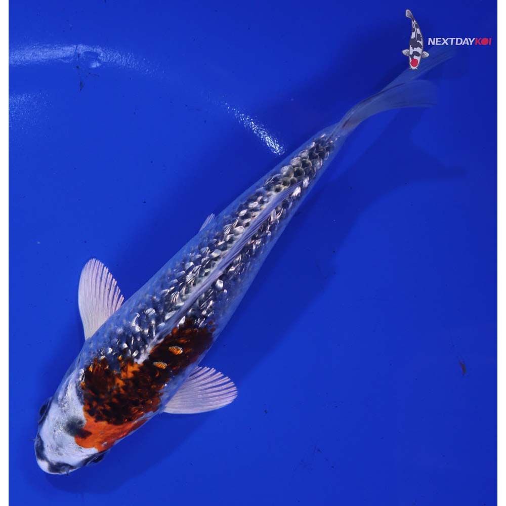 6” Imported Gin Rin Kujaku