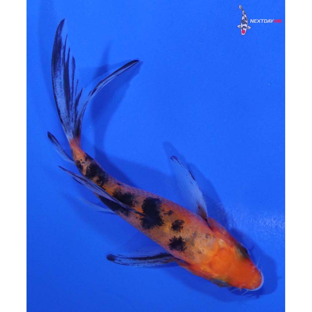 4” Imported Sanke Butterfly Koi