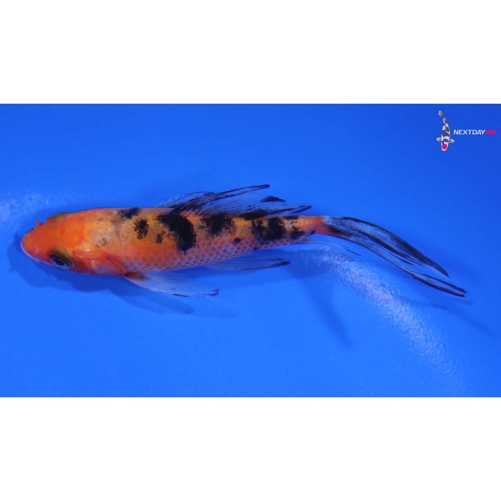 4” Imported Sanke Butterfly Koi