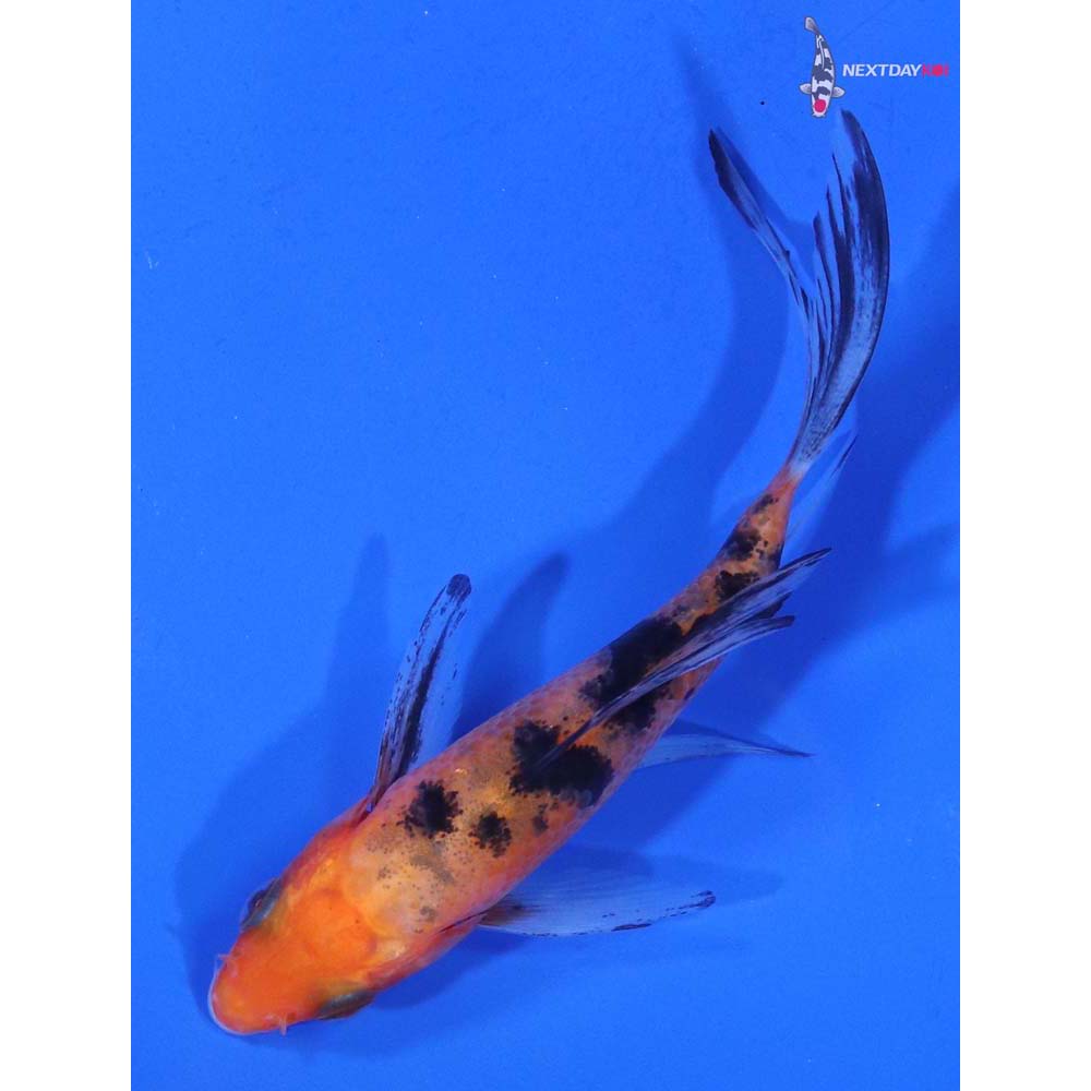 4” Imported Sanke Butterfly Koi