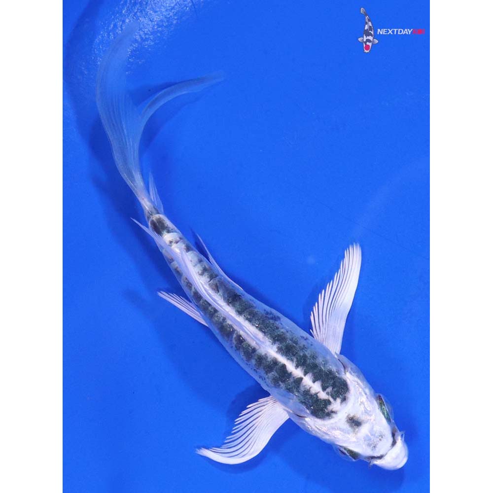 4” Imported Doitsu Blue Gin Matsuba Butterfly Koi