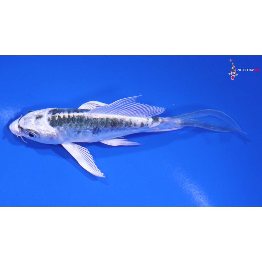 4” Imported Doitsu Blue Gin Matsuba Butterfly Koi
