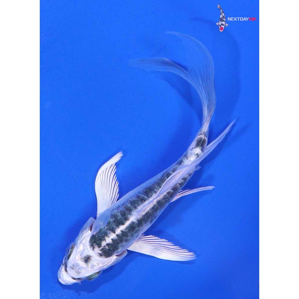 4” Imported Doitsu Blue Gin Matsuba Butterfly Koi