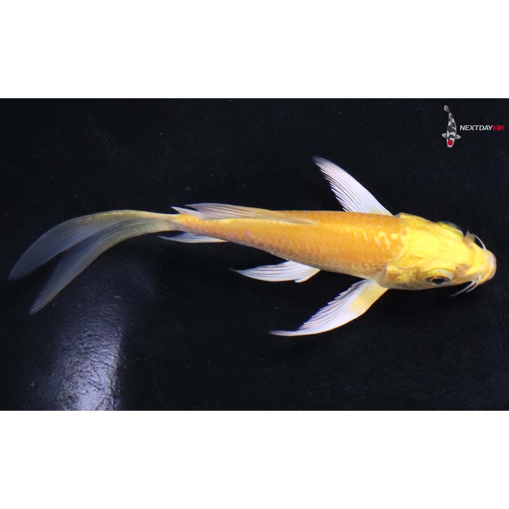 4” Imported Yamabuki Ogon Butterfly Koi