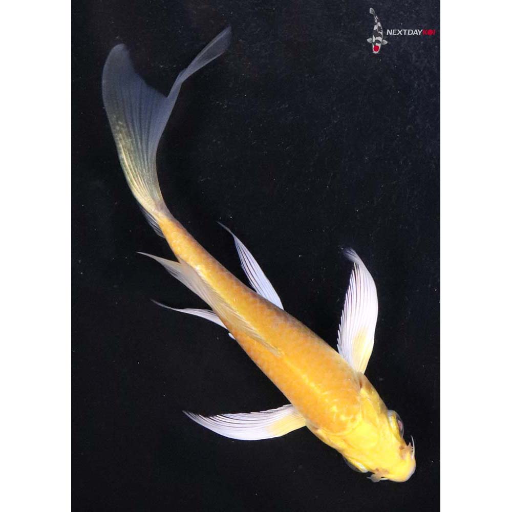 4” Imported Yamabuki Ogon Butterfly Koi