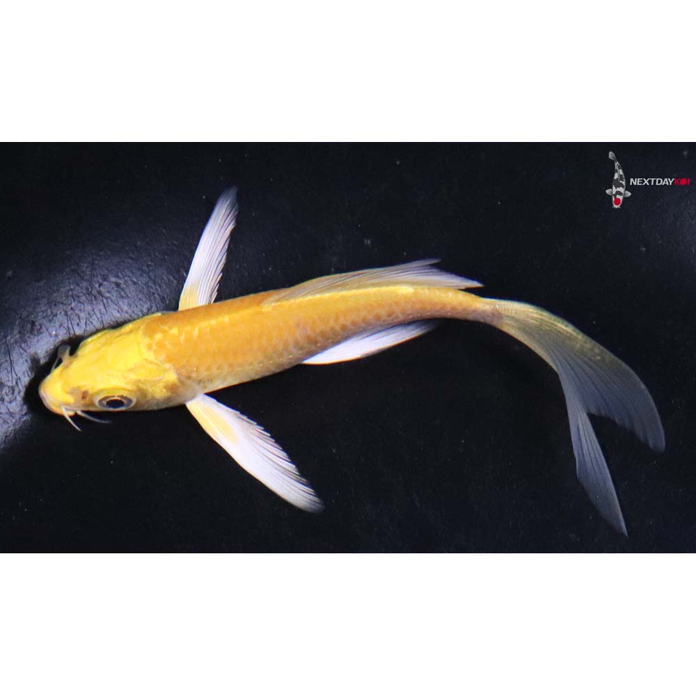 4” Imported Yamabuki Ogon Butterfly Koi