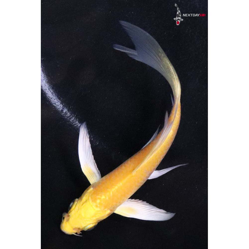 4” Imported Yamabuki Ogon Butterfly Koi