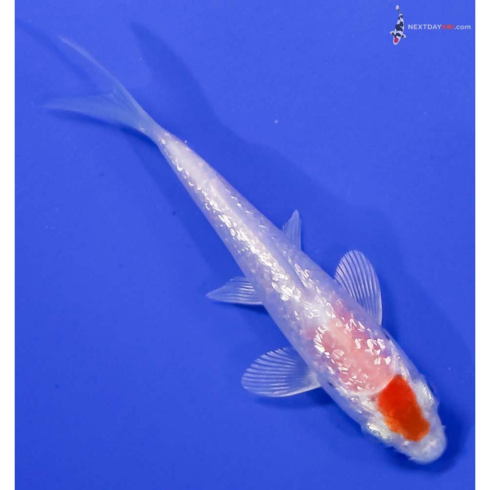 3.5” Imported Gin Rin Hariwake