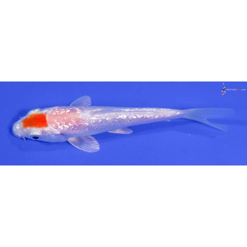 3.5” Imported Gin Rin Hariwake