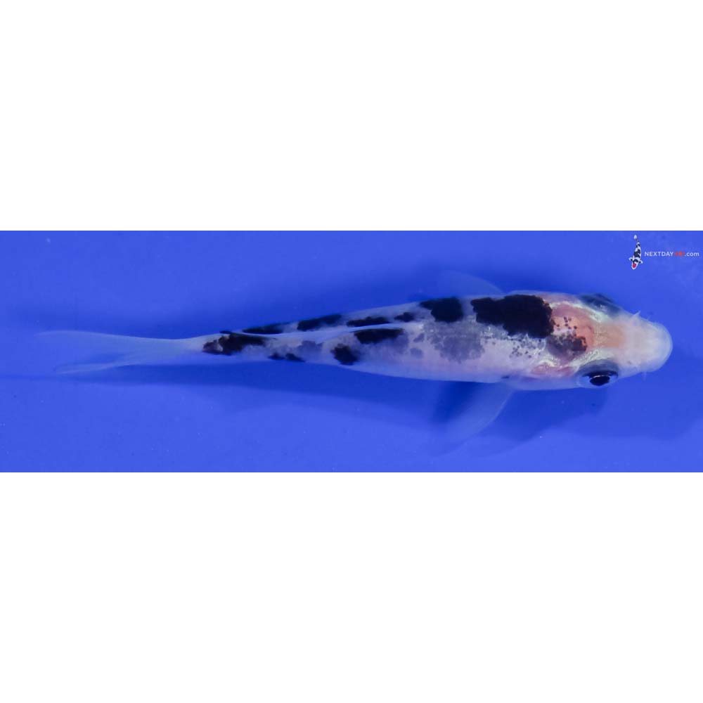 3” Imported Shiro Bekko