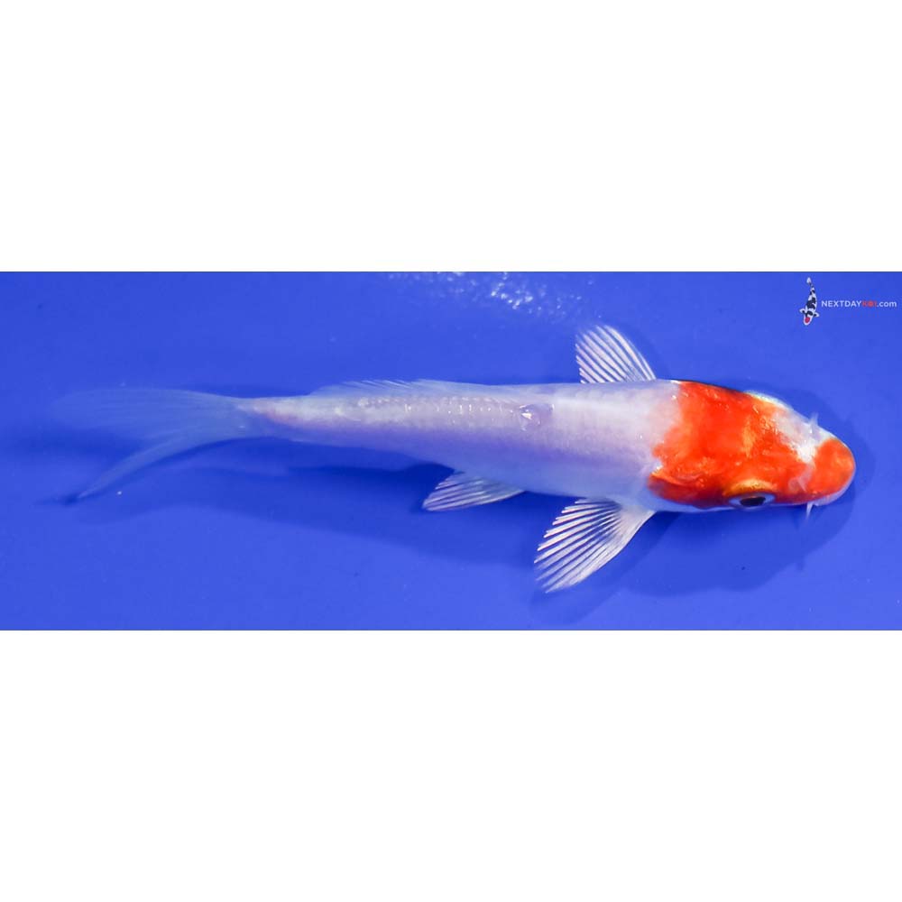 3.5” Imported Kikusui