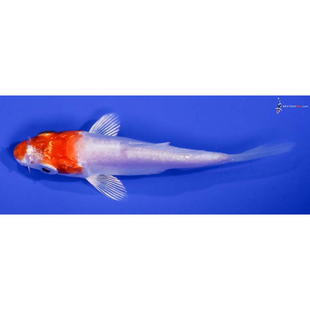 3.5” Imported Kikusui