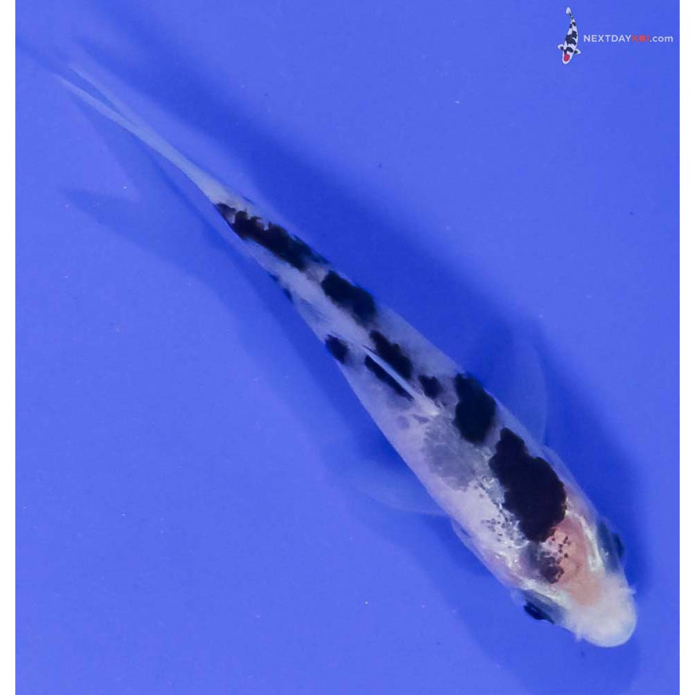 3” Imported Shiro Bekko