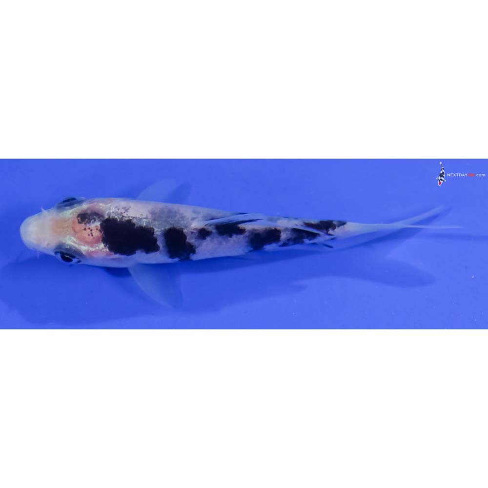 3” Imported Shiro Bekko