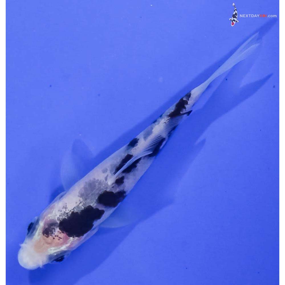 3” Imported Shiro Bekko