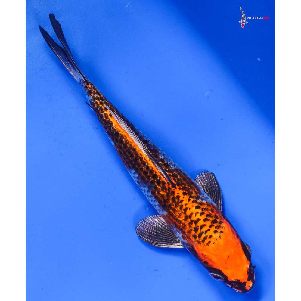 6.5” Imported Kujaku