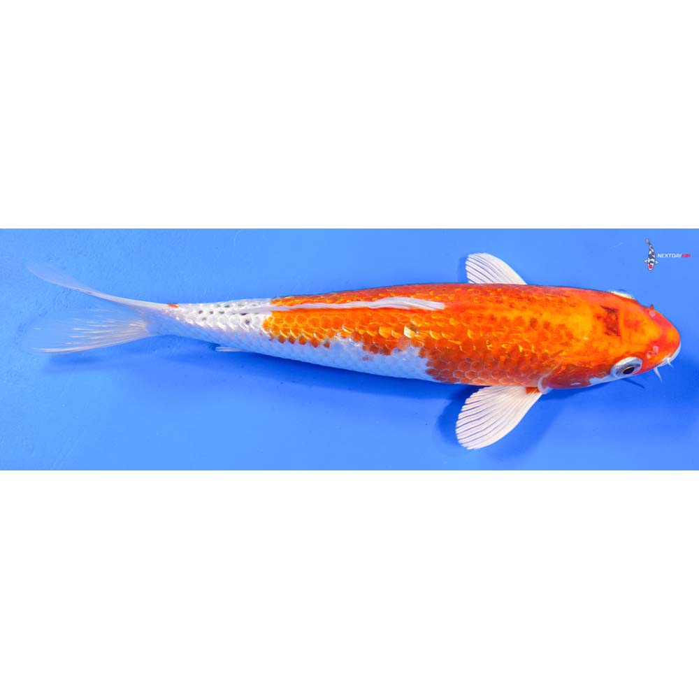 8.5” Imported Gin Rin Hariwake
