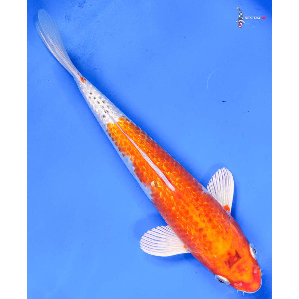 8.5” Imported Gin Rin Hariwake
