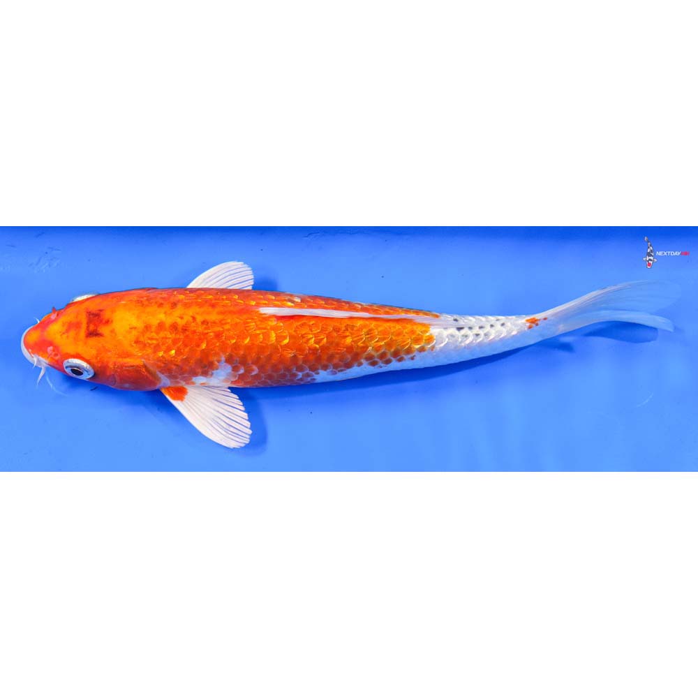8.5” Imported Gin Rin Hariwake