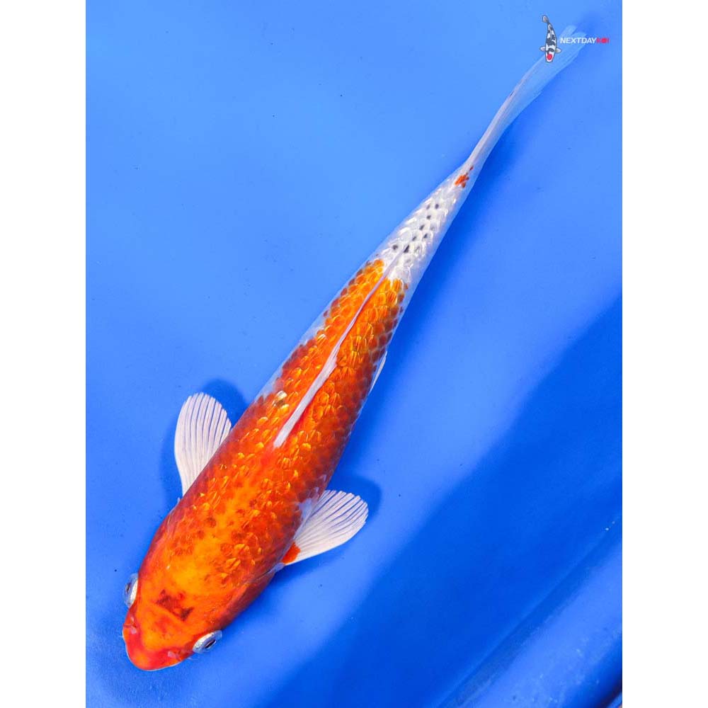 8.5” Imported Gin Rin Hariwake