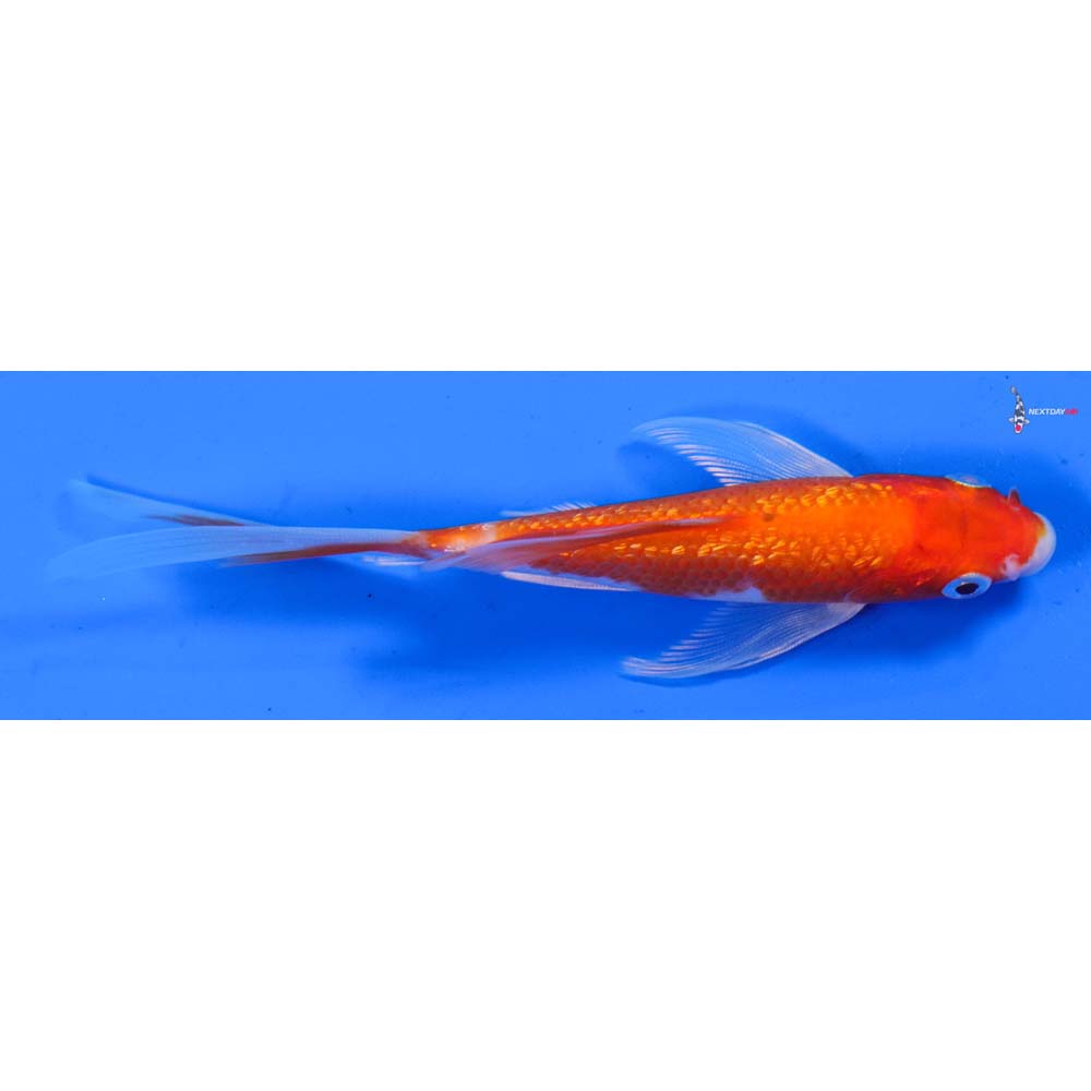 4” Imported Gin Rin Glass Fin Kohaku Butterfly Koi