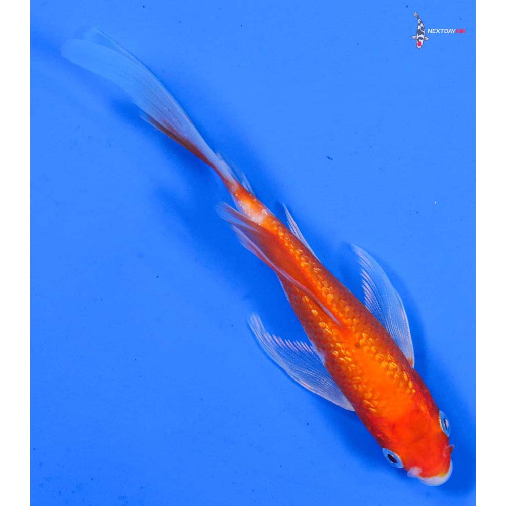 4” Imported Gin Rin Glass Fin Kohaku Butterfly Koi