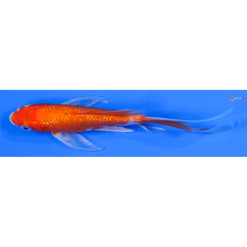 4” Imported Gin Rin Glass Fin Kohaku Butterfly Koi