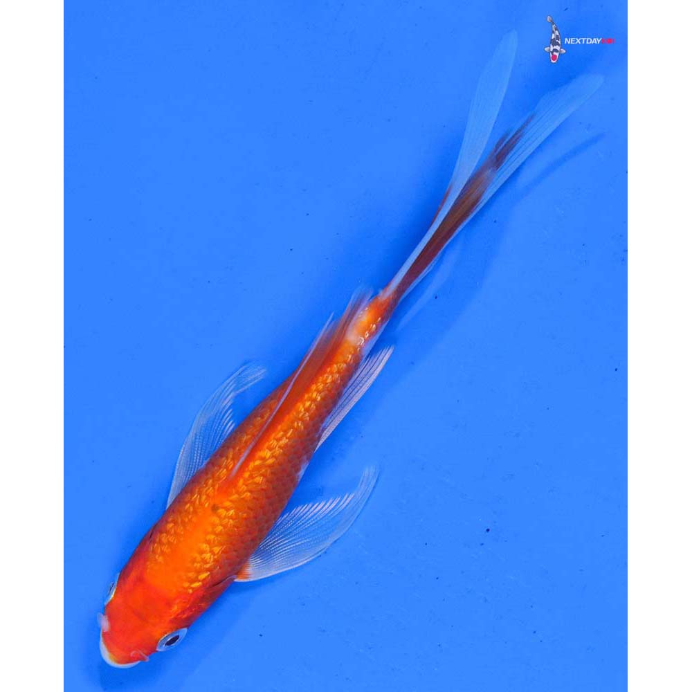 4” Imported Gin Rin Glass Fin Kohaku Butterfly Koi