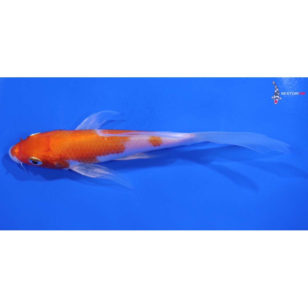 5” Imported Kohaku Butterfly Koi