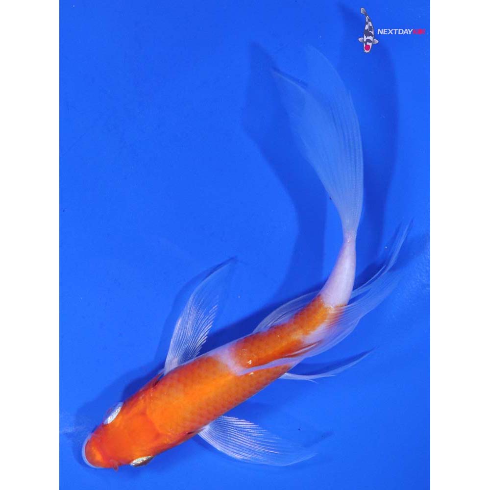5” Imported Kohaku Butterfly Koi