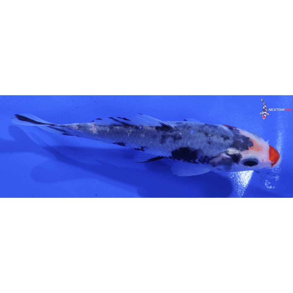 4.5” Imported Beni Matsukawabakke