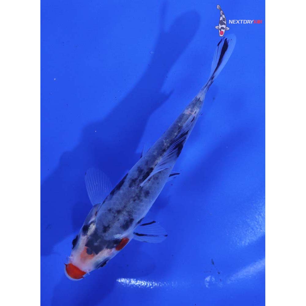 4.5” Imported Beni Matsukawabakke