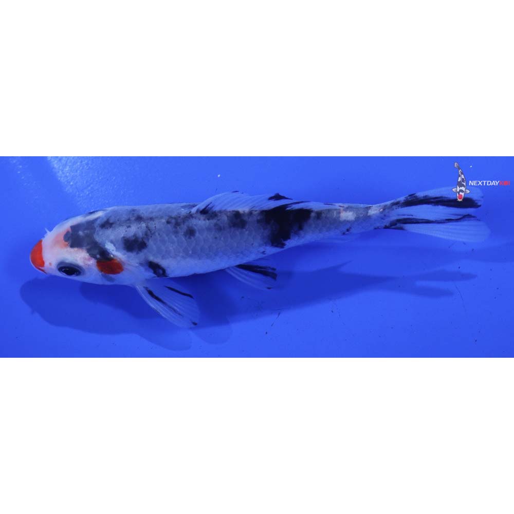 4.5” Imported Beni Matsukawabakke