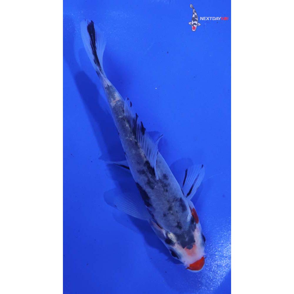4.5” Imported Beni Matsukawabakke