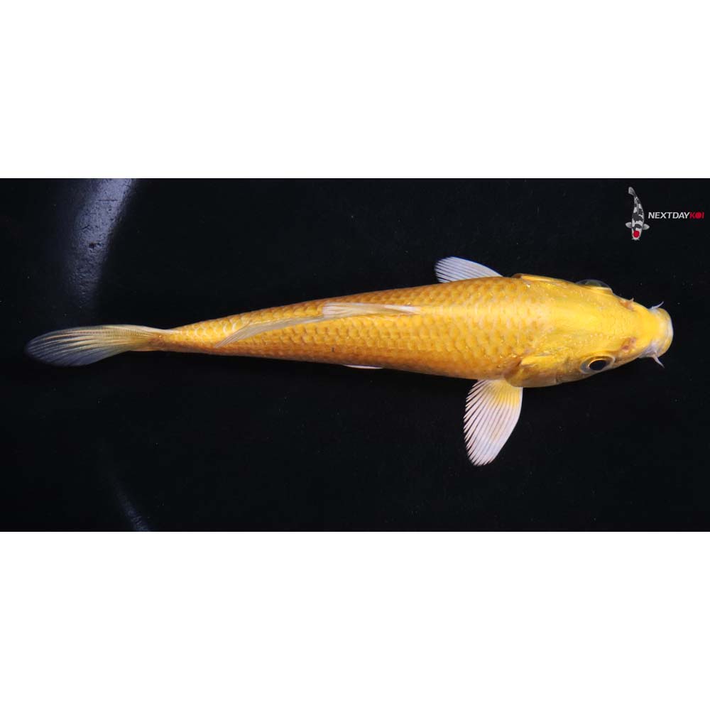 5.5” Imported Yamabuki Ogon