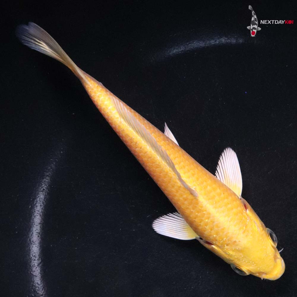 5.5” Imported Yamabuki Ogon