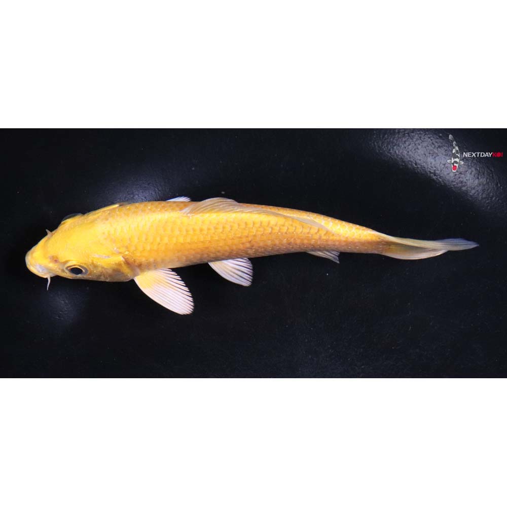 5.5” Imported Yamabuki Ogon