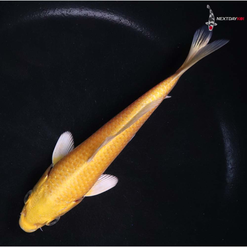 5.5” Imported Yamabuki Ogon