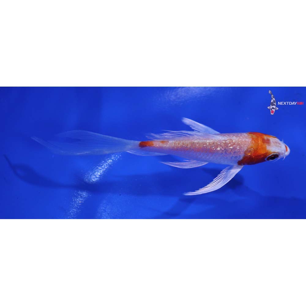 4” Imported Gin Rin Hariwake Butterfly Koi