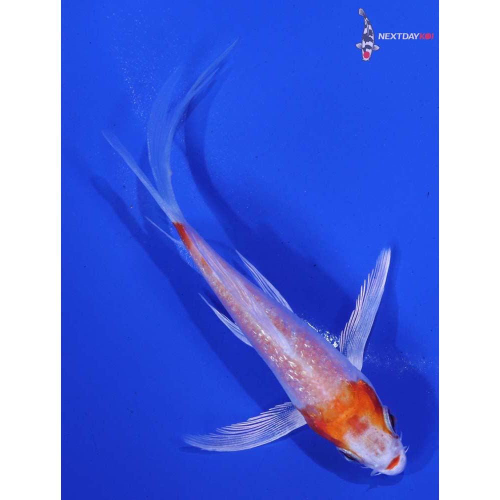 4” Imported Gin Rin Hariwake Butterfly Koi