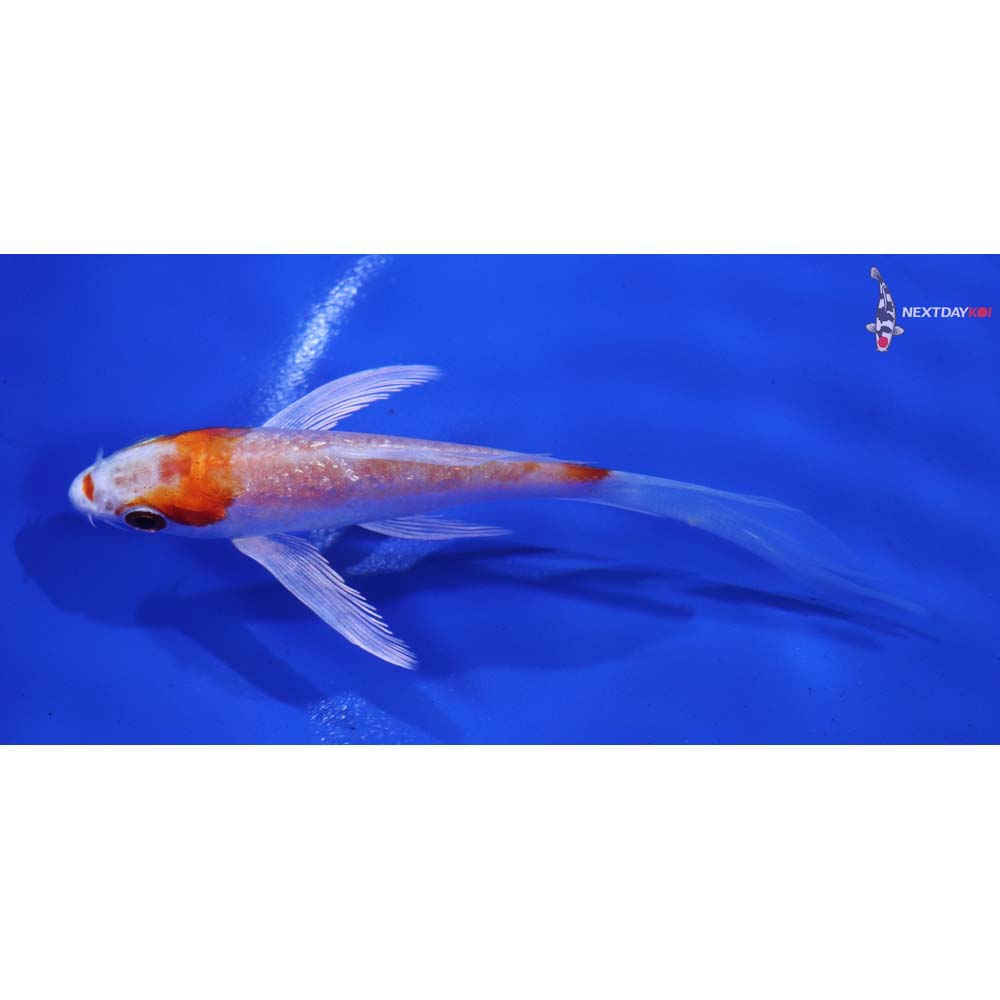 4” Imported Gin Rin Hariwake Butterfly Koi